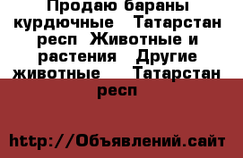 Продаю бараны курдючные - Татарстан респ. Животные и растения » Другие животные   . Татарстан респ.